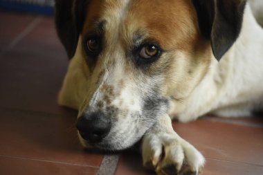 Beyaz ve kahverengi bir köpeğin portresi