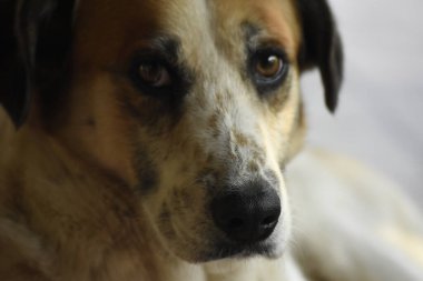 Beyaz ve kahverengi bir köpeğin portresi