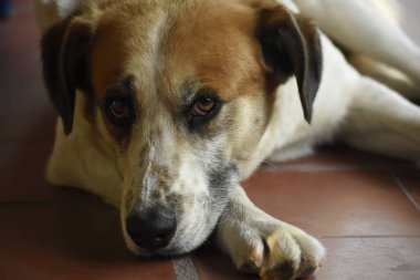 Beyaz ve kahverengi bir köpeğin portresi