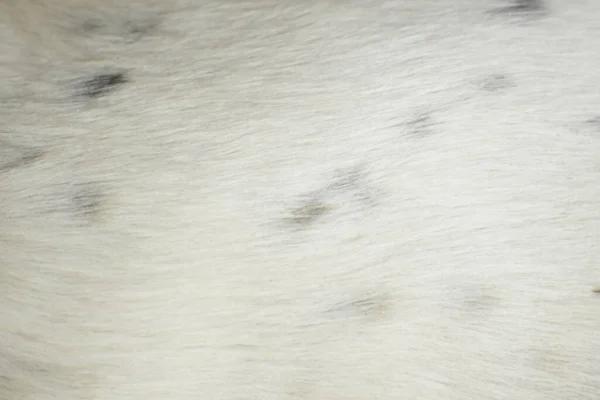 Белый Мех Собаки — стоковое фото