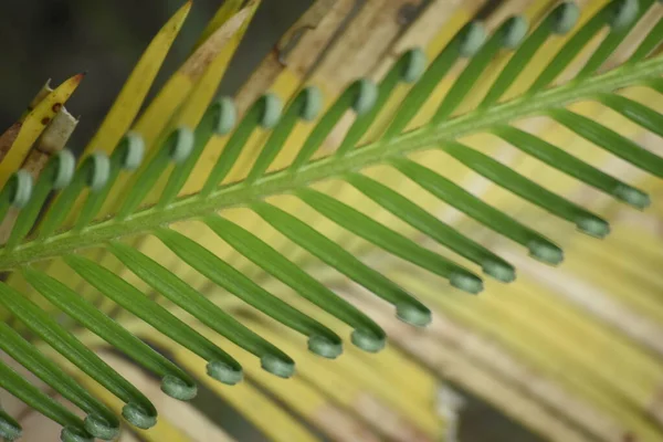 Grüne Palmblätter Palme — Stockfoto