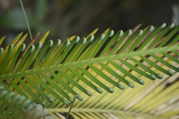 Зелене Пальмове Листя Пальмове Дерево — стокове фото