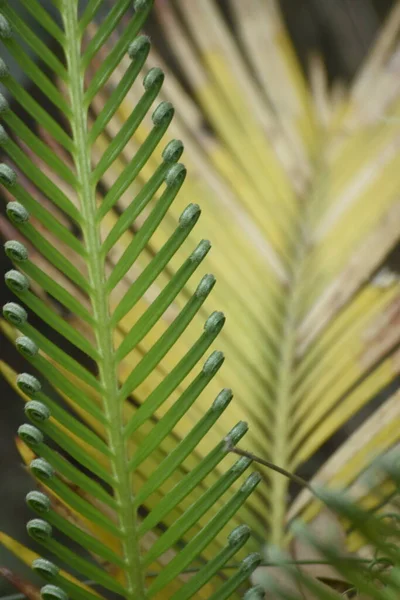 Grüne Palmblätter Palme — Stockfoto