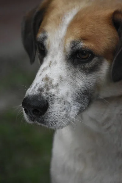 Beyaz Kahverengi Bir Köpeğin Portresi — Stok fotoğraf