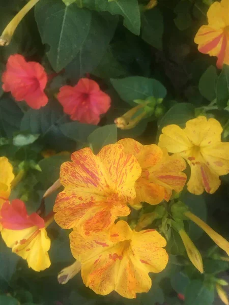 Mirabilis Jalapa Flores Don Diego Noche —  Fotos de Stock