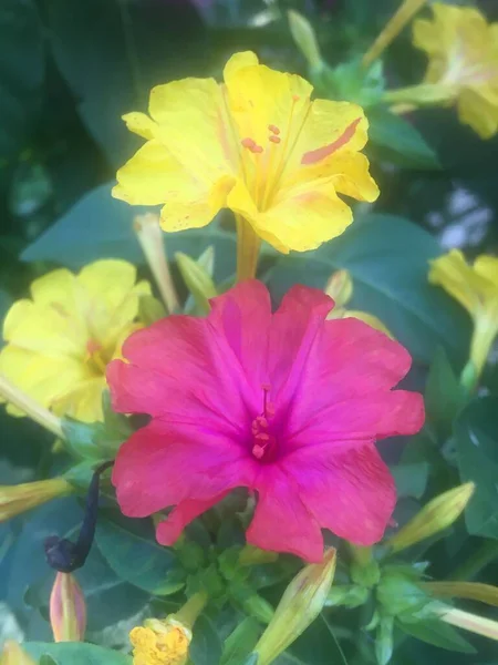 Mirabilis Jalapa Flores Don Diego Noche —  Fotos de Stock