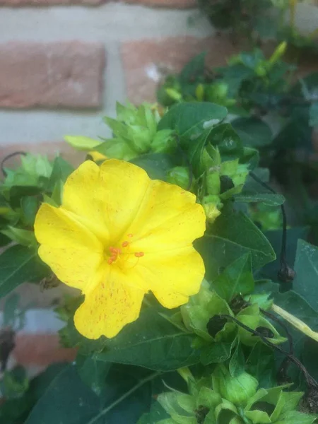 Mirabilis Jalapa Flowers Don Diego Noche — Stock Photo, Image