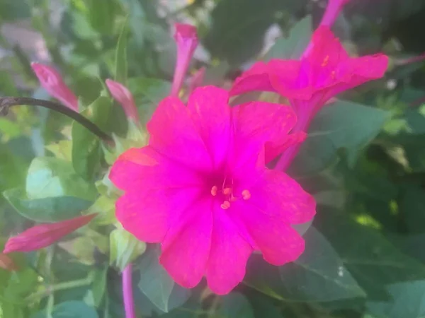 Mirabilis Jalapa Flores Don Diego Noche —  Fotos de Stock