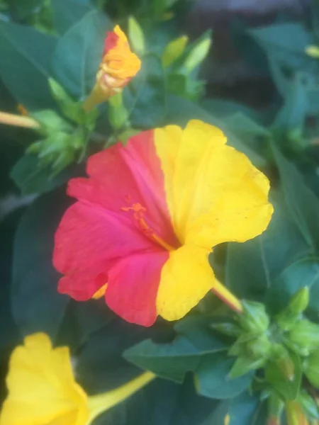 Mirabilis Jalapa Flores Don Diego Noche —  Fotos de Stock