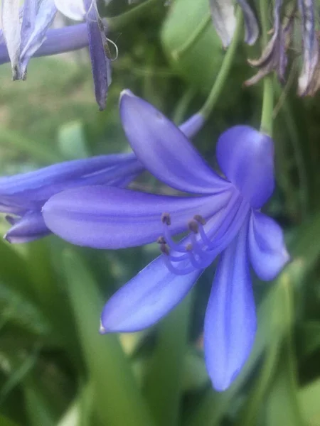 Flor Violeta Del Agapanto —  Fotos de Stock