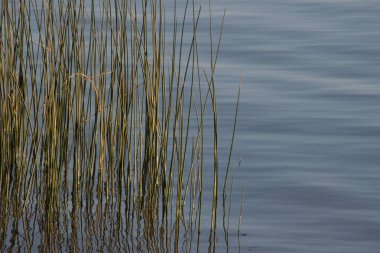 Rio de la Plata kıyılarında sazlar