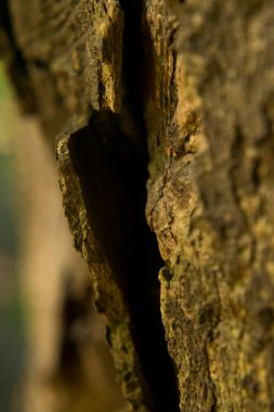 Ağaç kabuğunun dokusu