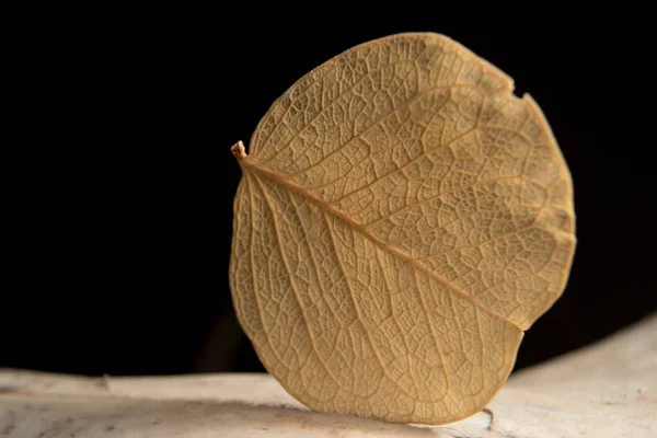 Detailní Záběr Podzimního Listu — Stock fotografie