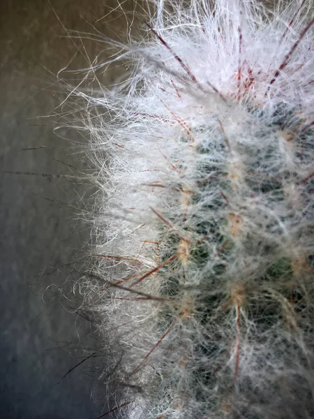 Detail Van Stekels Van Een Cactus — Stockfoto