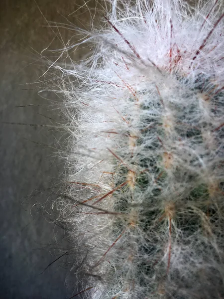 Detail Spines Cactus — Stock Photo, Image