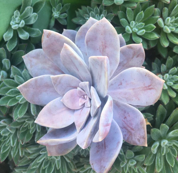 Gros Plan Plantes Succulentes Dans Jardin — Photo