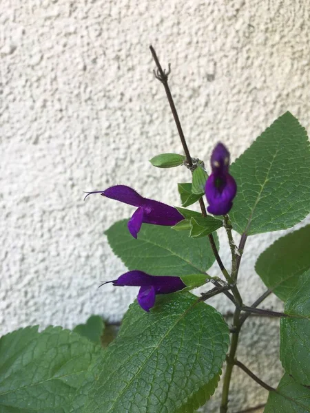 클로즈업 Salvia Guaranitica — 스톡 사진