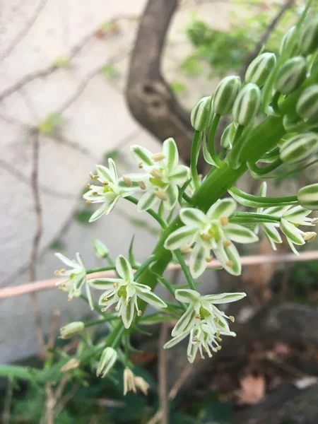 Small White Flowers Albuca Bracteata — 스톡 사진