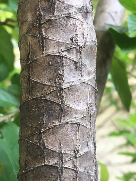 Detailní Záběr Kůru Stromu — Stock fotografie