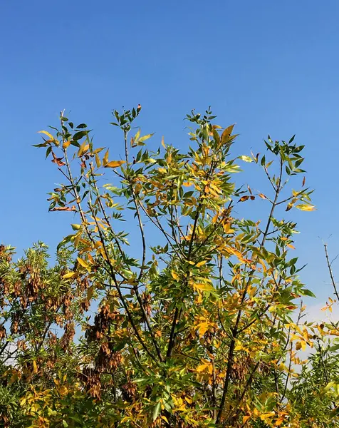 Желтые Листья Дерева Осенью — стоковое фото