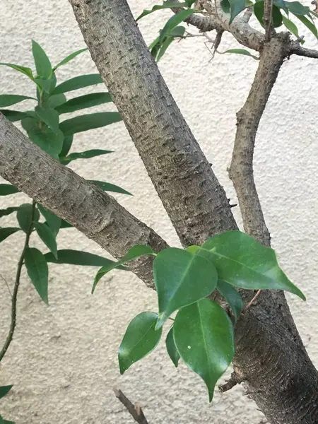 Ветвь Фикуса — стоковое фото
