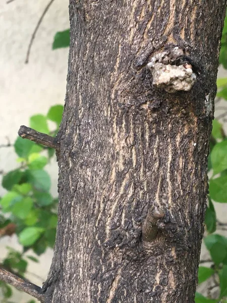 Ağacın kabuğuna yakın.