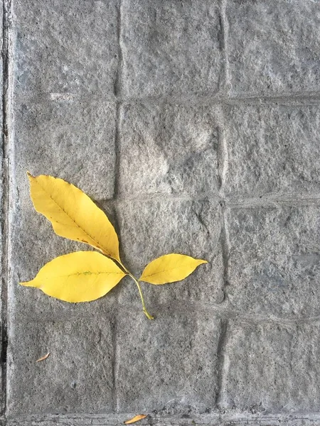 Жовте Листя Тротуарі — стокове фото