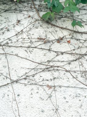 Sonbahar sürüngeni beyaz bir duvarda