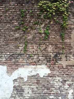 Tuğla duvardaki bir sürüngenin arka planı