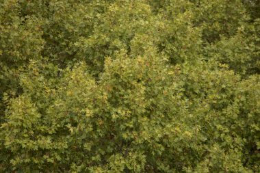 Sonbahar yaprakları arka plan. Doğa