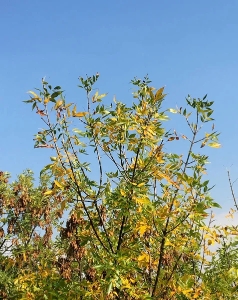 Желтые Осенние Листья Природа — стоковое фото
