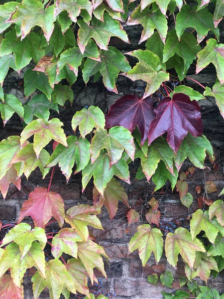 Kleurrijke Bladeren Van Een Klimplant Herfst — Stockfoto