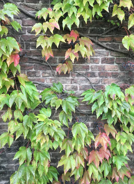 Folhas Coloridas Trepadeiro Outono — Fotografia de Stock