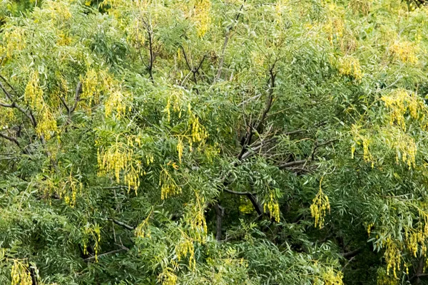 秋は背景を残す — ストック写真