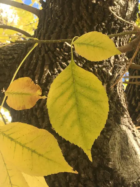 Folhas Amarelas Outonais Fundo Natureza — Fotografia de Stock