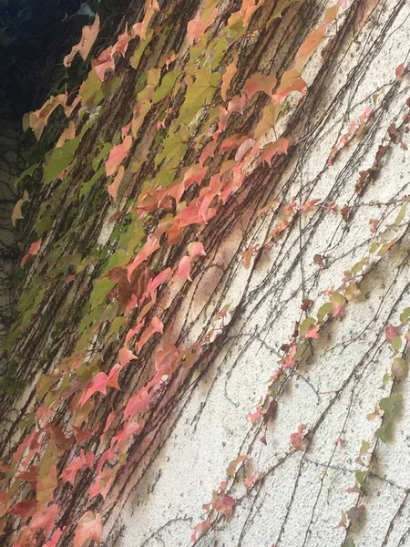 Planta Creeper Outonal Natureza Fundo — Fotografia de Stock