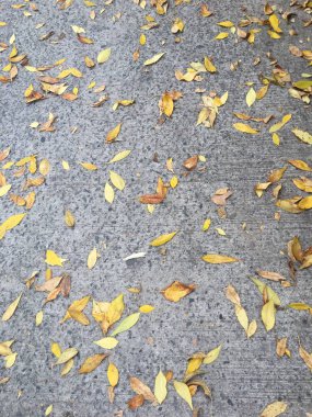 Sarı yapraklar kaldırımda 