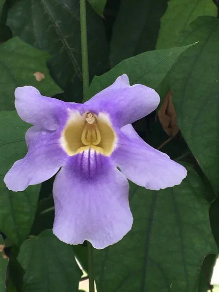 Nahaufnahme Foto Einer Violetten Blume Thunbergia Grandiflora — Stockfoto