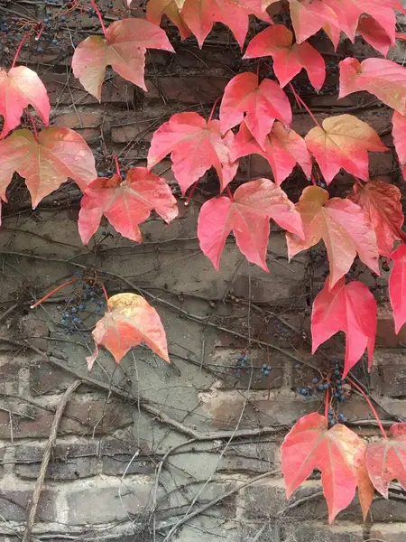 Rode Bladeren Van Een Kruipende Plant Herfst — Stockfoto