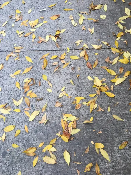 Folhas Amarelas Calçada — Fotografia de Stock