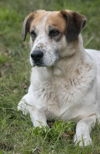 Beyaz Kahverengi Bir Köpeğin Portresi — Stok fotoğraf