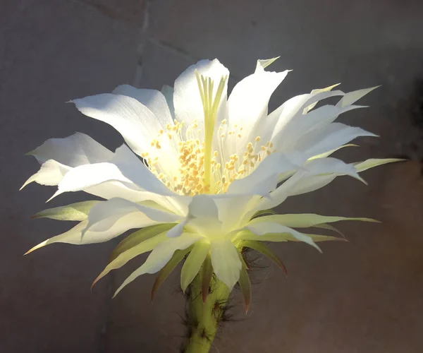 Flor Branca Vistosa Cacto — Fotografia de Stock