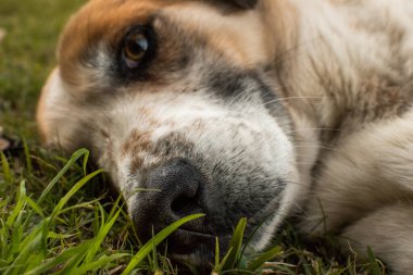 Beyaz ve kahverengi bir köpeğin portresi