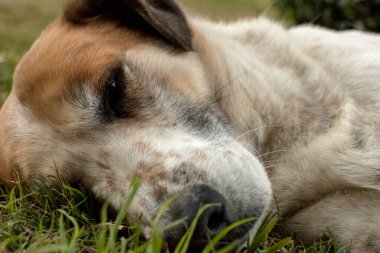 Beyaz ve kahverengi bir köpeğin portresi