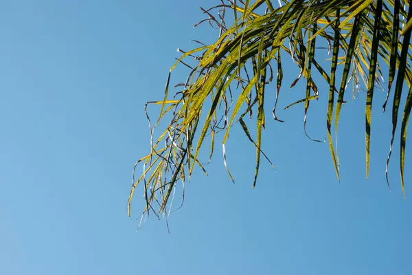 Hojas Palma Verde Palmera — Foto de Stock