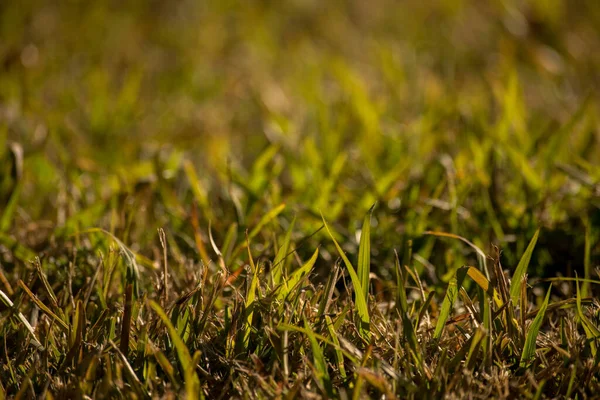 Makrofotografi Grönt Gräs Struktur Idrottsplats — Stockfoto