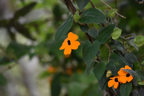 Oeil Poète Orangé Thunbergia Alata — Photo