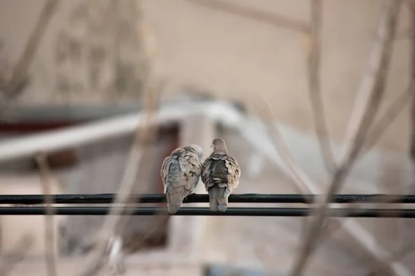 Deux Pigeons Perchés Sur Les Lignes Électriques — Photo