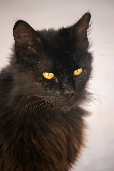 Portret Van Een Zwarte Kat — Stockfoto
