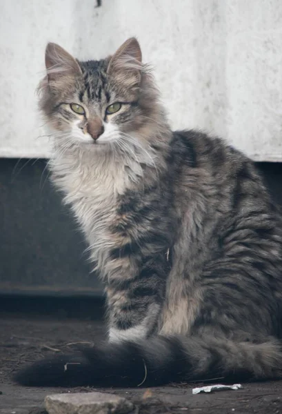 Πορτρέτο Μιας Όμορφης Γάτας — Φωτογραφία Αρχείου